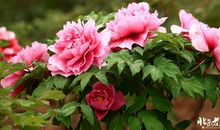 那件事，滋润了我的心田