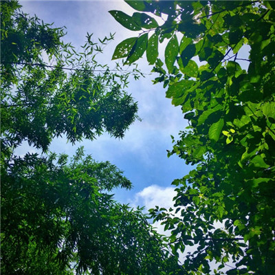 我最喜欢的树