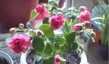 我是一棵凤仙花的种子