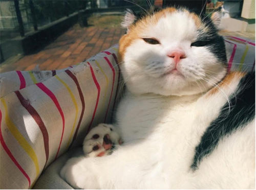 最喜欢的猫