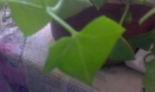 那片永远的常春藤