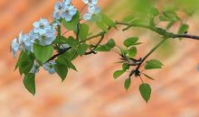 读那朵永不凋零的花