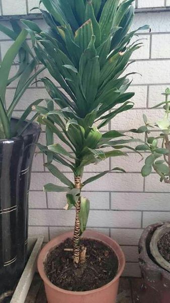 观察植物铁树木