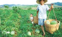 西瓜地里的收获