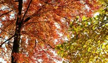 寻觅秋天的踪迹