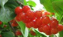 樱桃熟了作文500字