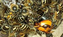 那只感动我的蜂