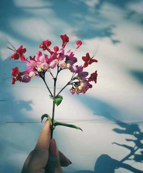 在美丽的道路上感激的花朵