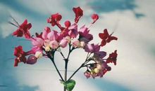 感恩的花在美丽的道路上