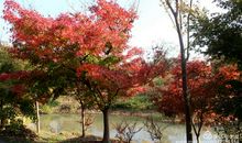 拾一抹暖意度过晚秋