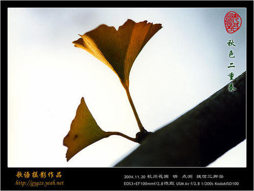 爱闪耀着罚款