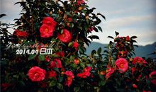 被遗忘的那一丛繁花