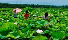 家乡的十里荷花