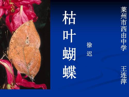 我发现了死蝴蝶的秘密