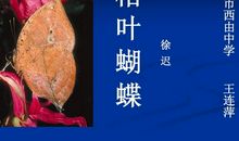 我发现了枯叶蝶的秘密