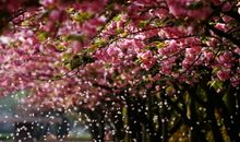 梨花谢了，太匆匆