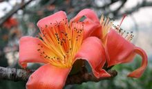 母亲的泪花，滋润了我的心田