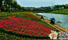 美丽的花木世界