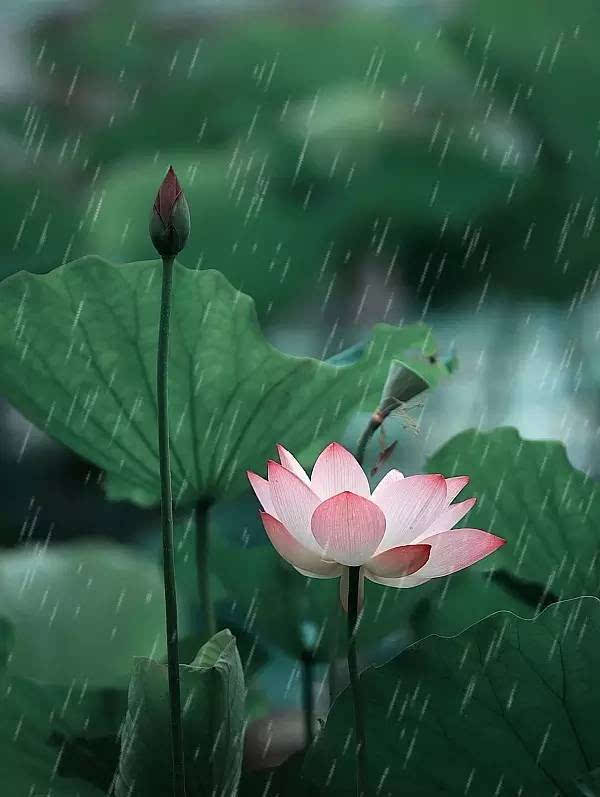 心中的花