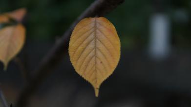 有这样的颜色