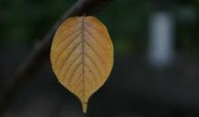 有那样一抹颜色