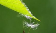 青春路上的蒲公英