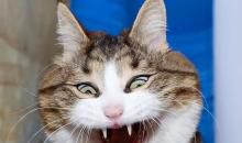 观看《喵星人》