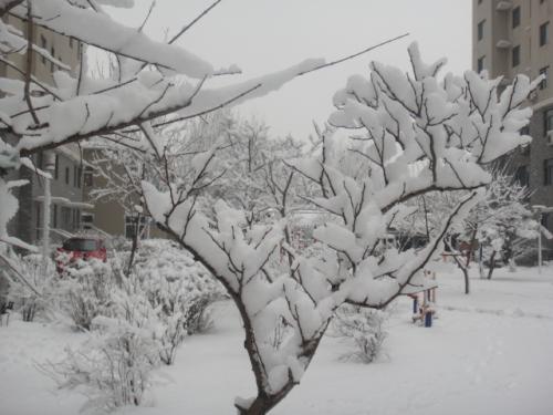 迷人的暴风雪