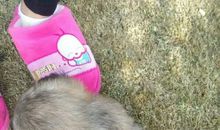 短尾巴猴历险记作文