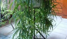 那盆吊兰，滋润了我的心田