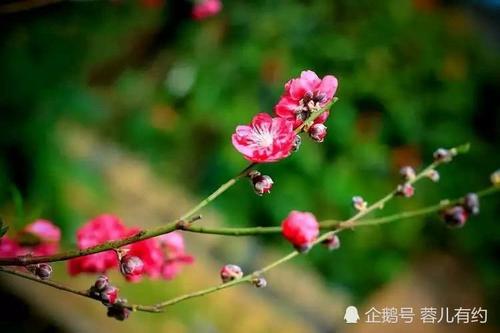 那场景我的世界春天开花
