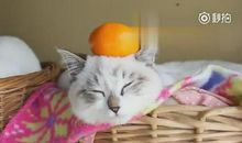 看《喵星人》观后感