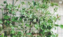 枯枝开花，永不凋谢