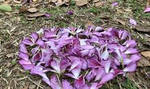 春天里美丽的校园