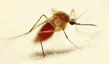 一只狡猾的蚊子