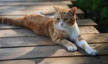 看《喵星人》有感