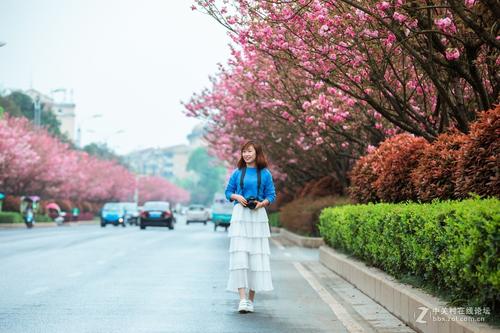 春季浪漫的樱花美