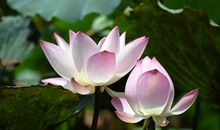 心灵透彻的颜色