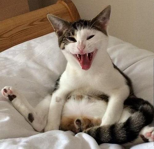 我的家人的小猫猫