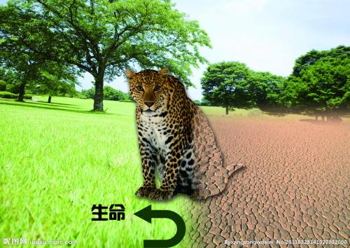 保护环境保护动物