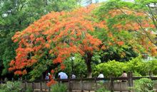 一棵美丽的花树