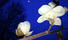 学校里的玉兰树