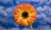 《桔子的天空》观后感