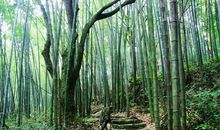 那片竹林令我坚强起来