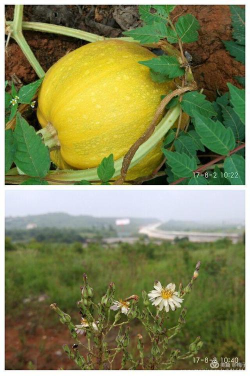 照顾它是很好的。