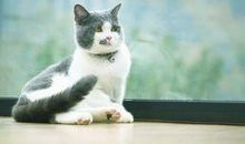 《喵星人》观后感