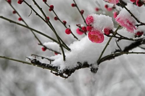 我欣赏雪