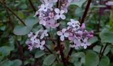 最是一年春春好处