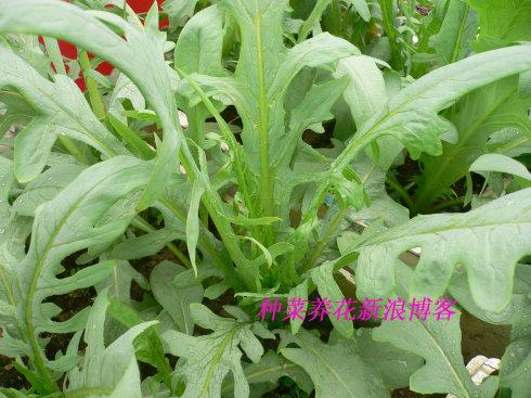 甜首先必须是苦的