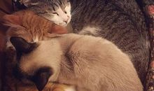 观《喵星人》有感